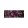 Pink & Green Fantasy - 0205FA - Acetate strip 6mm